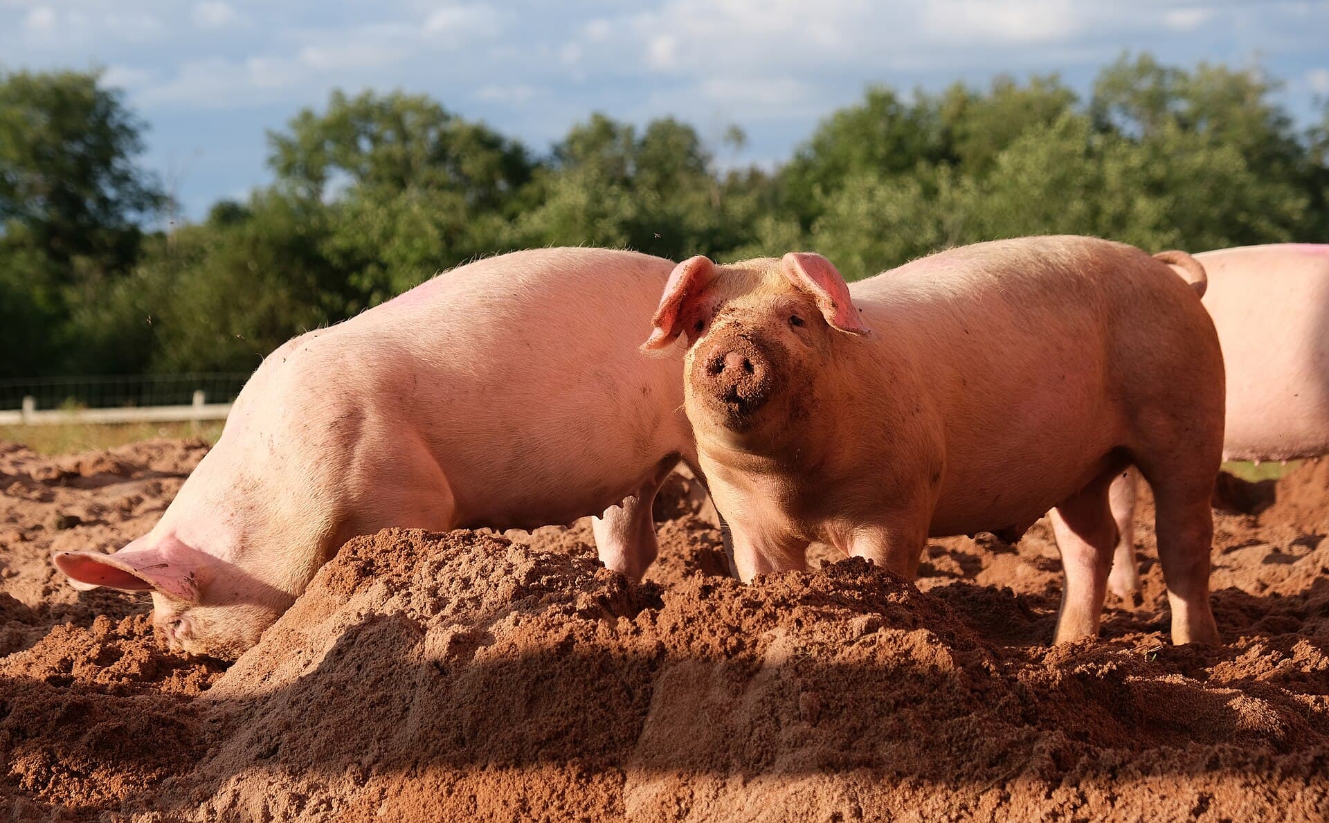 Porcs charcutiers dans un élevage en plein air